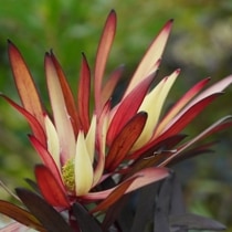 ネイティブプランツ | 四国ガーデン株式会社