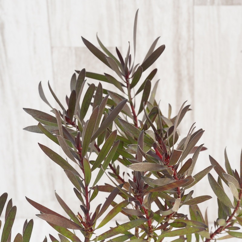 リューカデンドロン・ファイアーフラッシュ 5号ロングスリット鉢