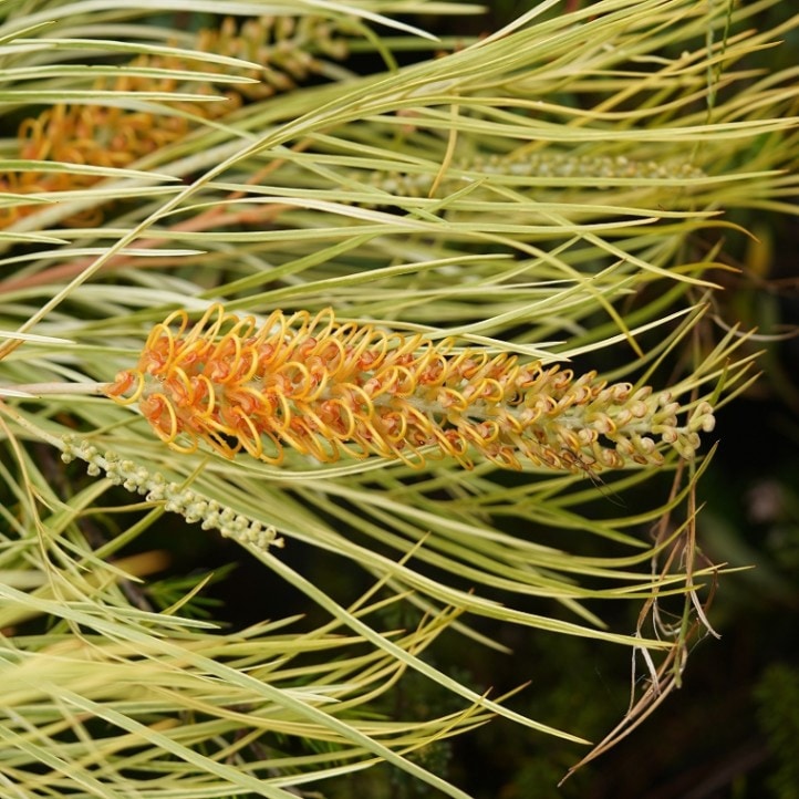 グレビレア　ハニーワンダー　大株 現品】グレビレア ハニーワンダー 超大株 10号 A番