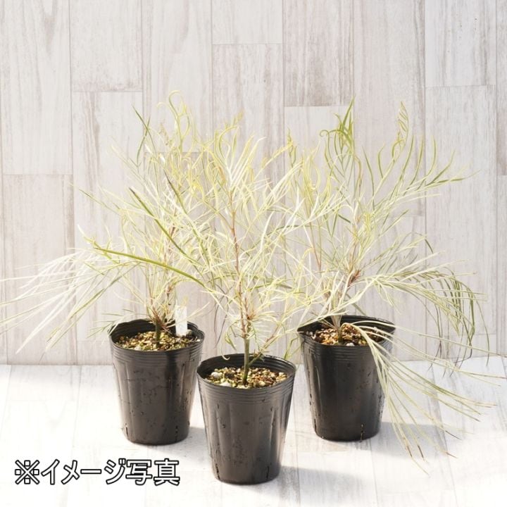 グレビレア「ハニーワンダー」4号ロングポット | | ネイティブ