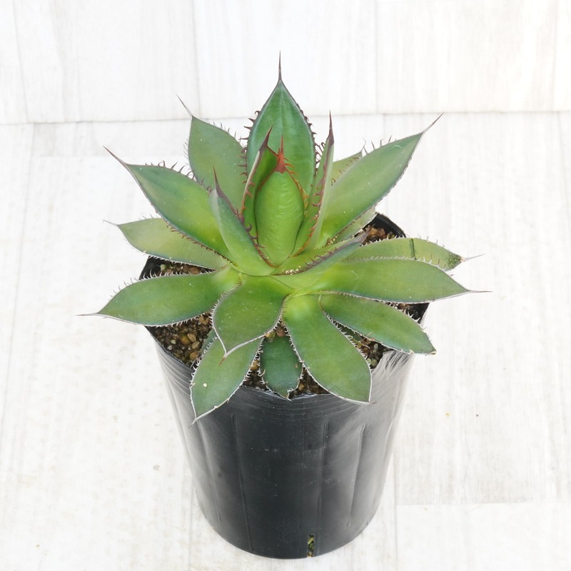 特選メリクロン株】アガベ・ホリダ 4号ロングポット | | アガベ