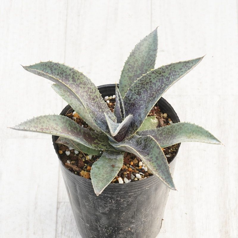 �ޥ󥬥١֥��꡼������٥������4����󥰥ݥå�