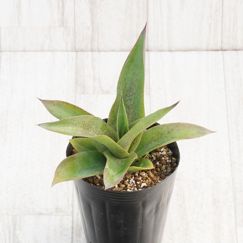 �ޥ󥬥١֥ƥ����顦�ե�������4����󥰥ݥå�