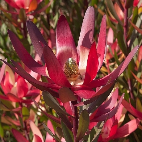 そらさん。様リューカデンドロン　サファリサンセット　10号ロング 苗】リューカデンドロン サファリサンセット 4寸 | SmileyGarden