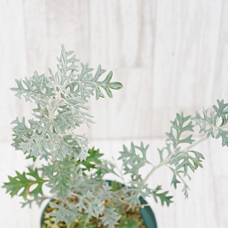 【現品】グレビレア・ウィリシィー（ロック・グレビレア）　8号　テ６番 グレビレア・ウィリシー（ロックグレビレア） 5号ロングスリット鉢