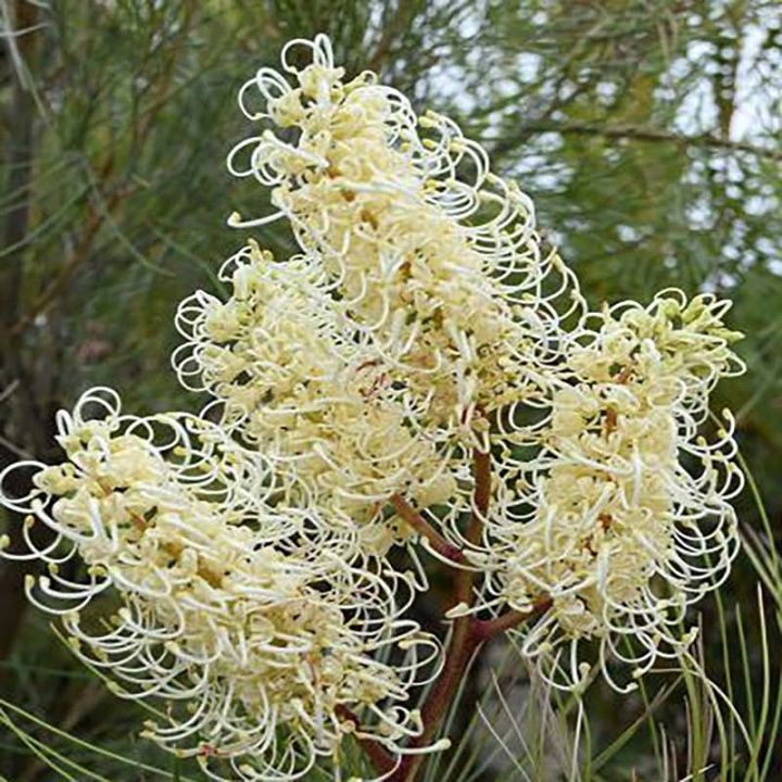 u*c様 グレビレア　グレープ　　希少　発根済み　δ グレビレア・レウコプテリス 4号ロングポット | | ネイティブ