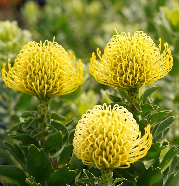 リューコスペルマム「ハイゴールド」 7号ポット | | ネイティブ