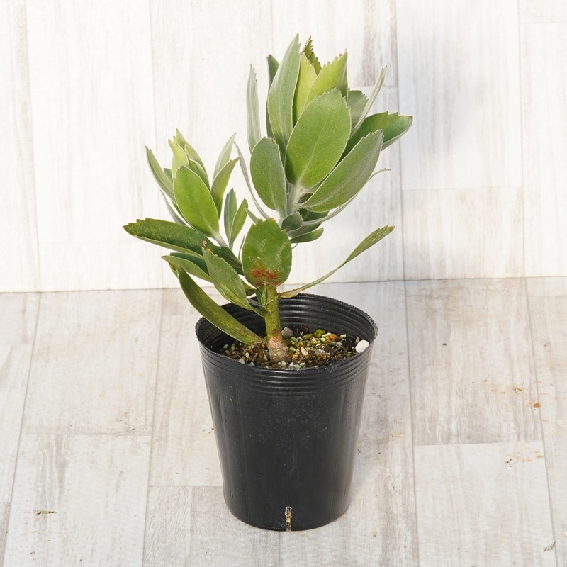 リューコスペルマム「ヴェルドファイア」 ブランチ仕立て 4号ロング