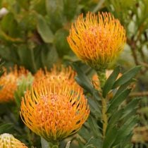 ��塼�����ڥ�ޥࡦ����Х��󡡥֥�����Ω�ơ�4����󥰥ݥå�