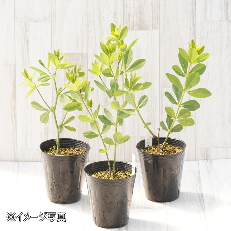 バプティシア「ダッチ・チョコレート」4号ロングポット ※仮植え苗