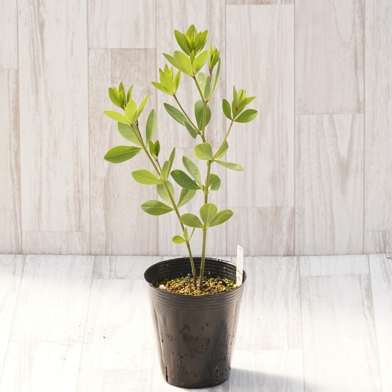 バプティシア「グレープ・タフィー」4号ロングポット | | 宿根草（植物