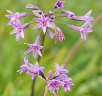 �ĥ�Х����֥ҥ�Сס�4����󥰥ݥå�