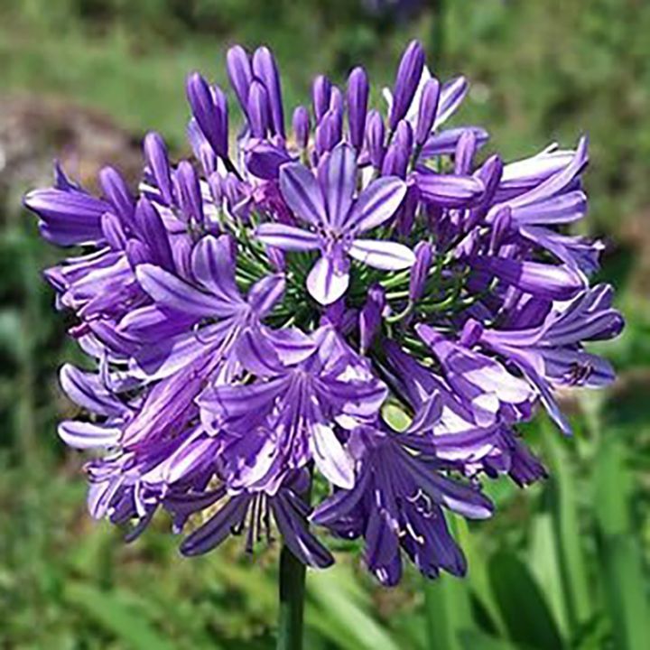 アガパンサス「ポッピンパープル」（PVP）4号(12cm)ポット | | 宿根草