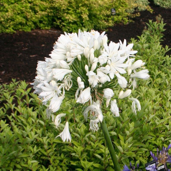 アガパンサス「ホワイト・ヘブン」 4号(12cm)ポット | | 宿根草（植物