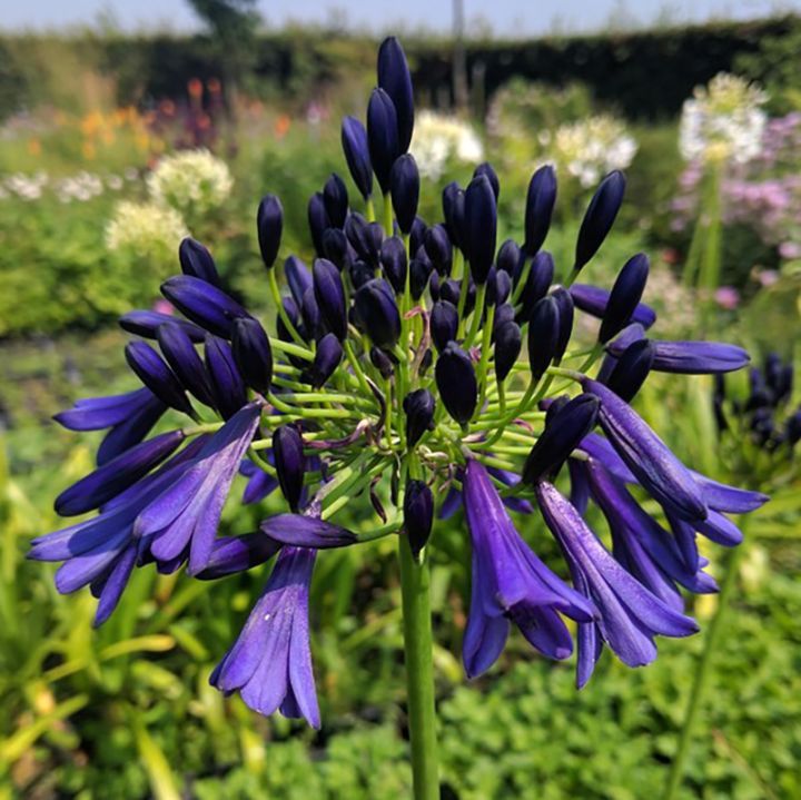 アカシア　４種セット　大苗 アカシア 4種セット 大苗