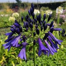 ѥ󥵥֥ߥåɥʥȡɥ꡼ 4(12cm)ݥå