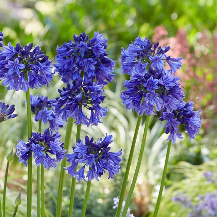 アガパンサス「ブルー・サンダー」(PVP)4号(12cm)ポット アガパンサス「ブルー・サンダー」(PVP)4号(12cm)ポット