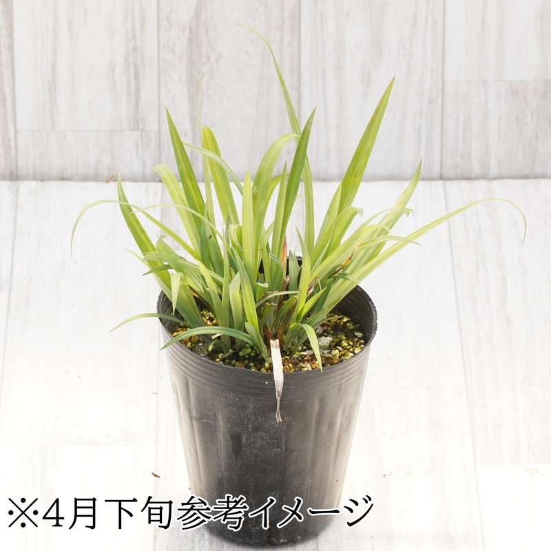 シルバー系カレックス バニーブルー苗250円〜ご依頼品 カレックス「バニー・ブルー」4号ロングポット | | 山野草（科名別