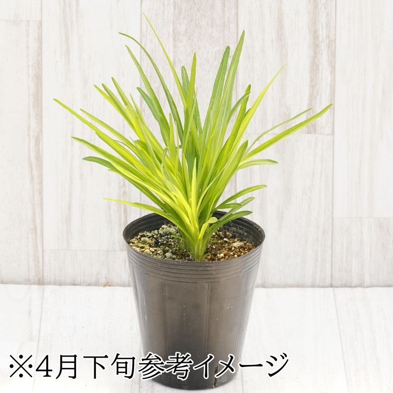 宿根草】リアトリス「フロリスタン・ヴァイス」4号ロングポット
