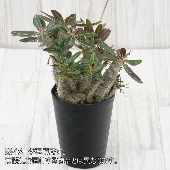塊根植物 パキポディウム カクチペス パキポディウム・カクチペス 4.5号鉢 | | 多肉・塊根植物