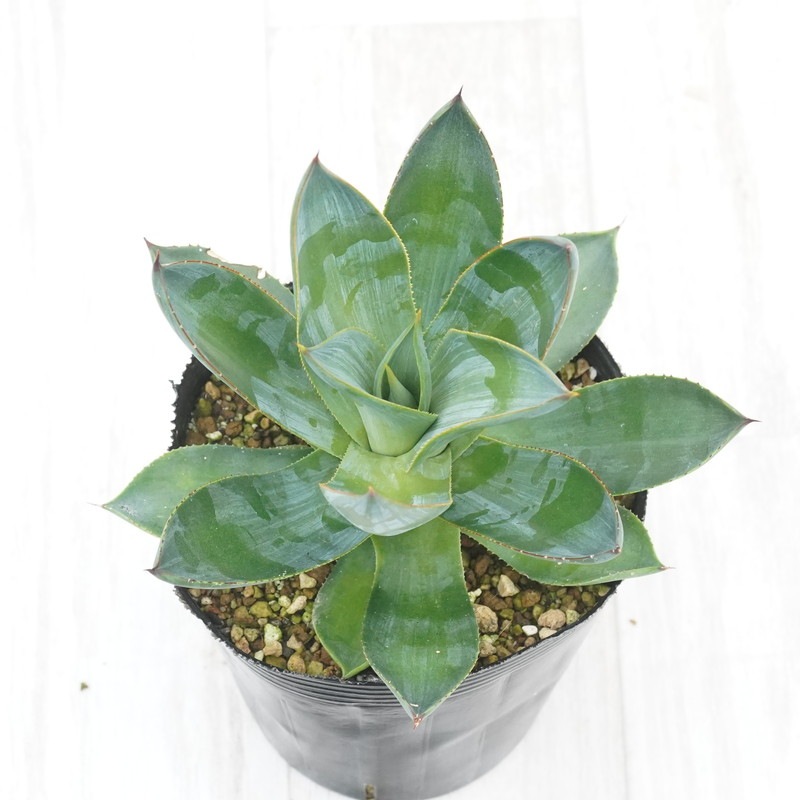 アガベ・ケルシー「ノヴァ」4号ロングポット | | アガベ