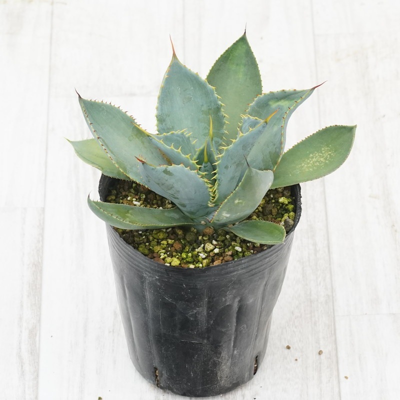 アガベ・グアダラハラナ 特選メリクロン株 4号ロングポット | | アガベ