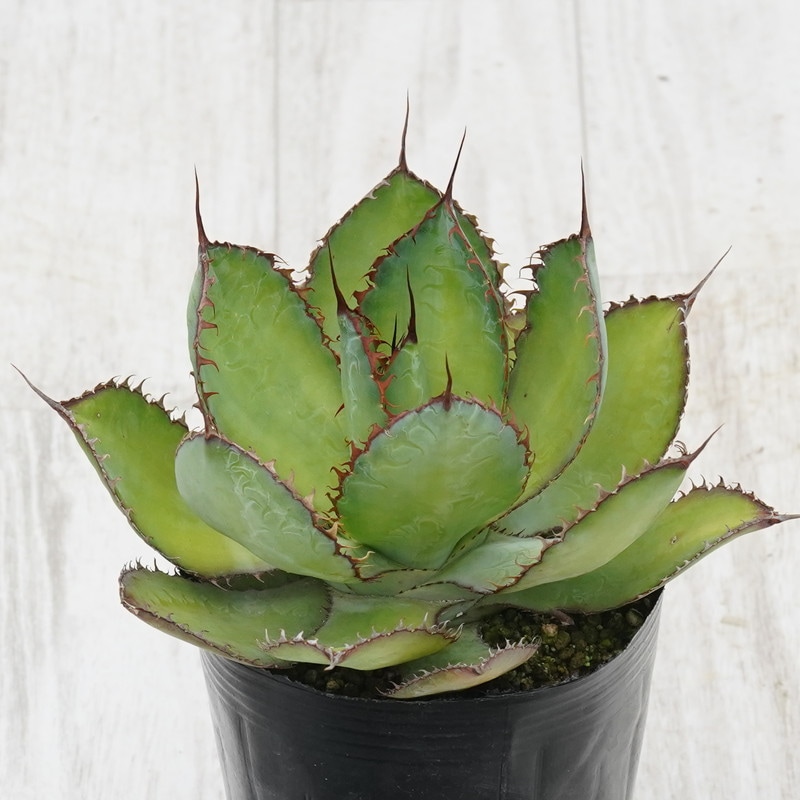 アガベ・ボビコルヌタ「カウズ・ホーン」4号ロングポット | | アガベ
