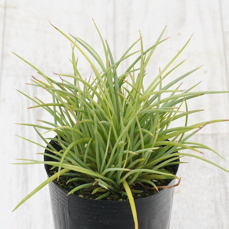 ��������ꥯ������ۥ����١������ߥ˥ե�����֥饹���ޥ�ס�4����󥰥ݥå�