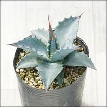 訳あり商品】アガベ・アメリカーナ 5号ポット植え アオノ