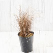 ����å����֥֥��󥺥������4����󥰥ݥå�