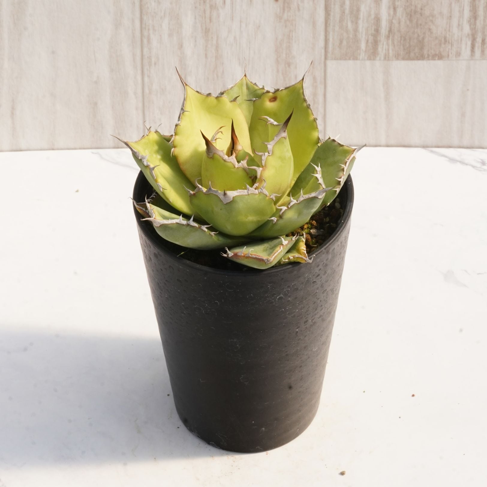 3点 まとめ商品　 金鋼　猫爪　魔丸　アガベチタノタ 0000000199212_WKC8rLb.jpg