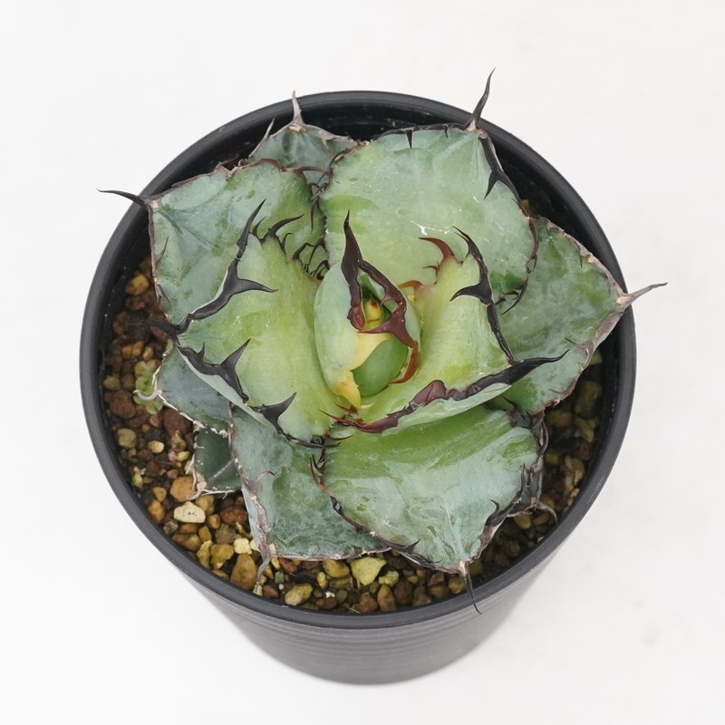アガベ・チタノタ「ブラック＆ブルー」3.5号セラアート鉢 | | アガベ