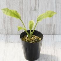 ۥ֥֥顦ȥ饤ץ4(12cm)ݥåȿ