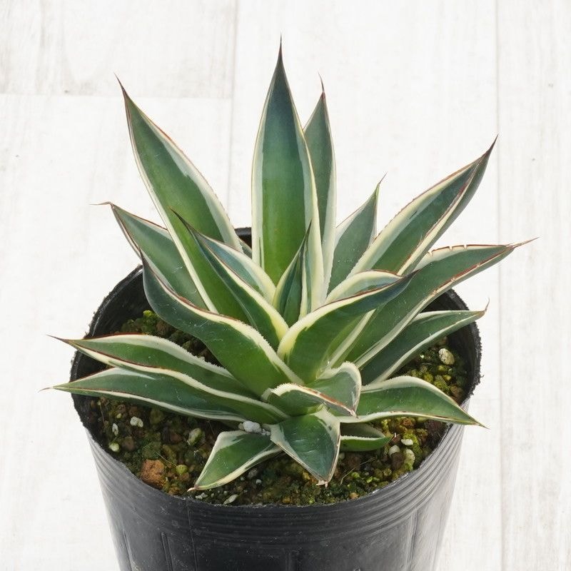 アガベ　スノーフォール　大株 アガベ・スノーグロー 4号ロングポット | | アガベ（リュウゼツラン