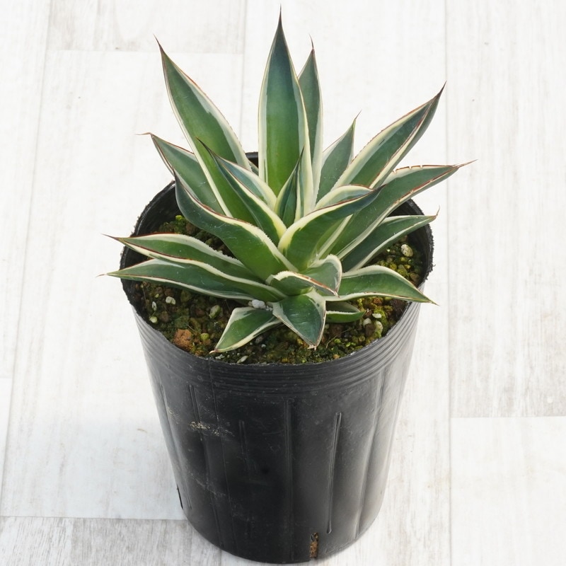 アガベ・スノーグロー 4号ロングポット | | アガベ（リュウゼツラン