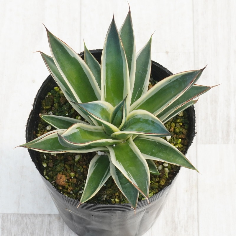 アガベ・スノーグロー 4号ロングポット | | アガベ（リュウゼツラン