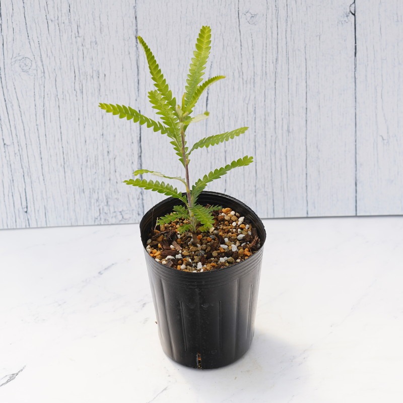 バンクシア・フォルモサ 3号ロングポット | | ネイティブプランツ