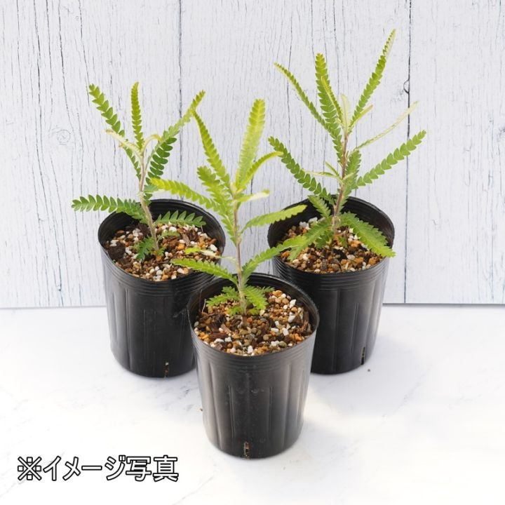 バンクシア・フォルモサ 3号ロングポット | | ネイティブプランツ