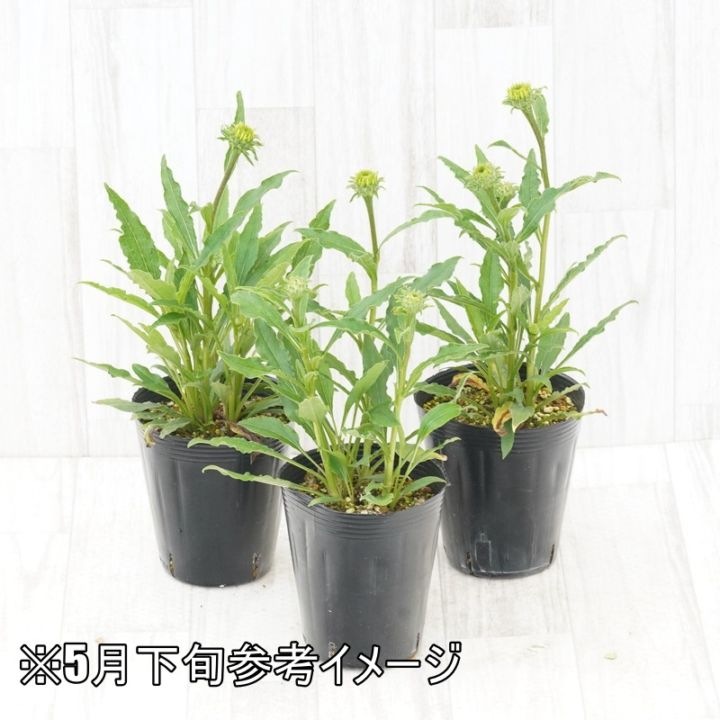宿根草】エキナセア「チェリー・フラッフ」4号ロングポット | | 宿根草