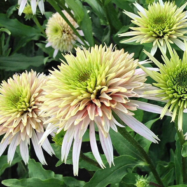 宿根草】エキナセア「チェリー・フラッフ」4号ロングポット | | 宿根草