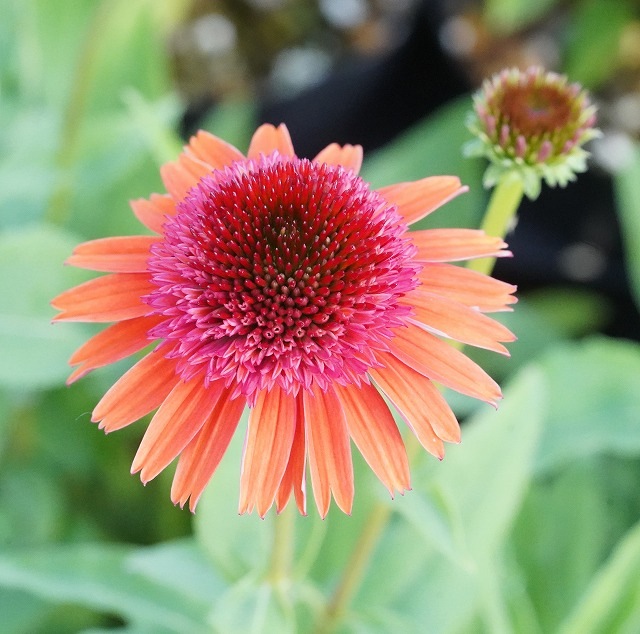 宿根草】エキナセア「キャロット・ケーキ」4号ロングポット | | 宿根草