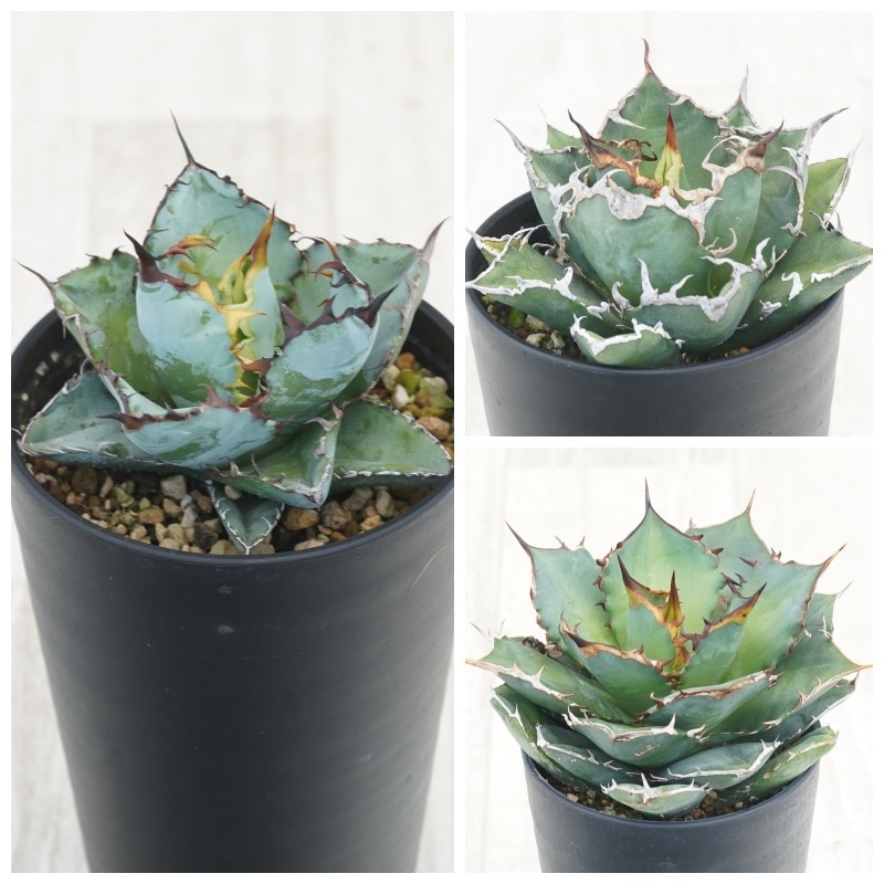 アガベ3種セット アガベ チタノタ銘品3種セット（ブラック＆ブルー・シーザー