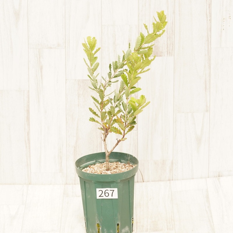 バンクシア バウエリ 5号 苗木・植木