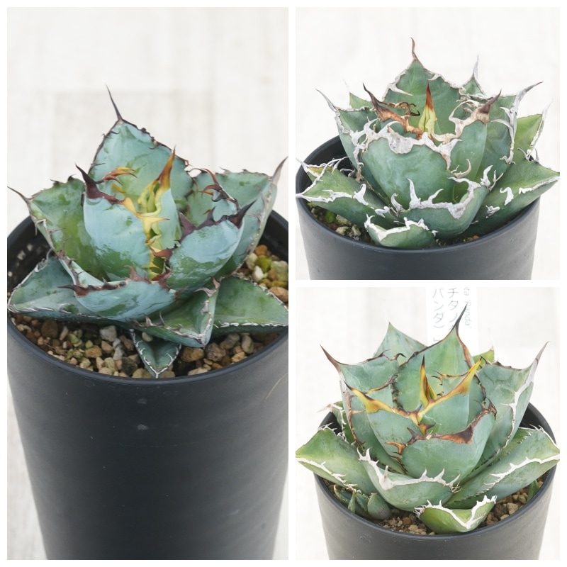 アガベ　チタノタ　パンダ　親株 agave titanota panda/アガベ チタノタ パンダ【観葉植物