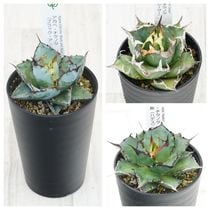【大型】【現品】【特価】極耐寒性　アガベ　 匿名配送 アガベ 耐寒性 品種見計い 3種3株（5号ポット） | | アガベ