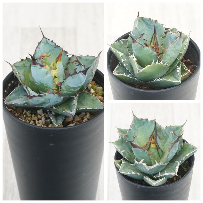 ١Υ3糧åȡʥ֥å֥롼ӥǭޡ3.5ȭ