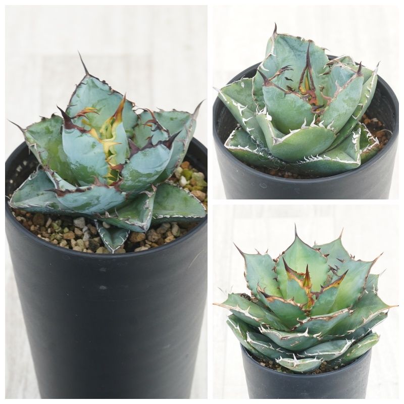 ١Υ3糧åȡʥ֥å֥롼ӥ3.5ȭ