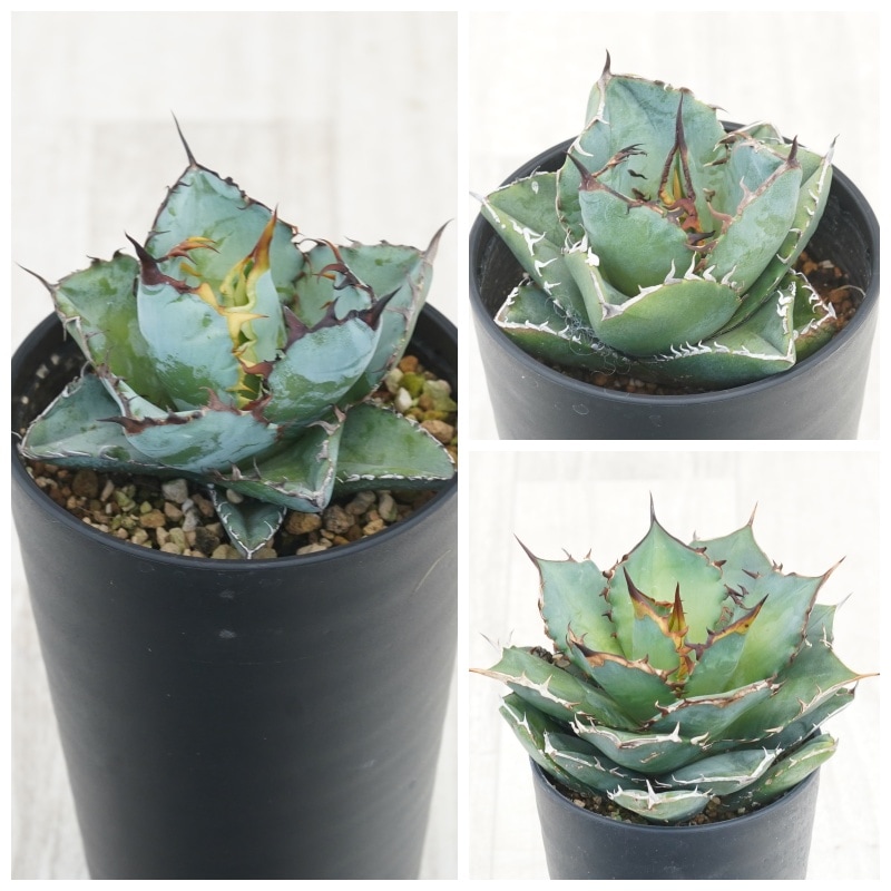 アガベ チタノタ銘品3種セット（ブラック＆ブルー・カビゴン・宝珠