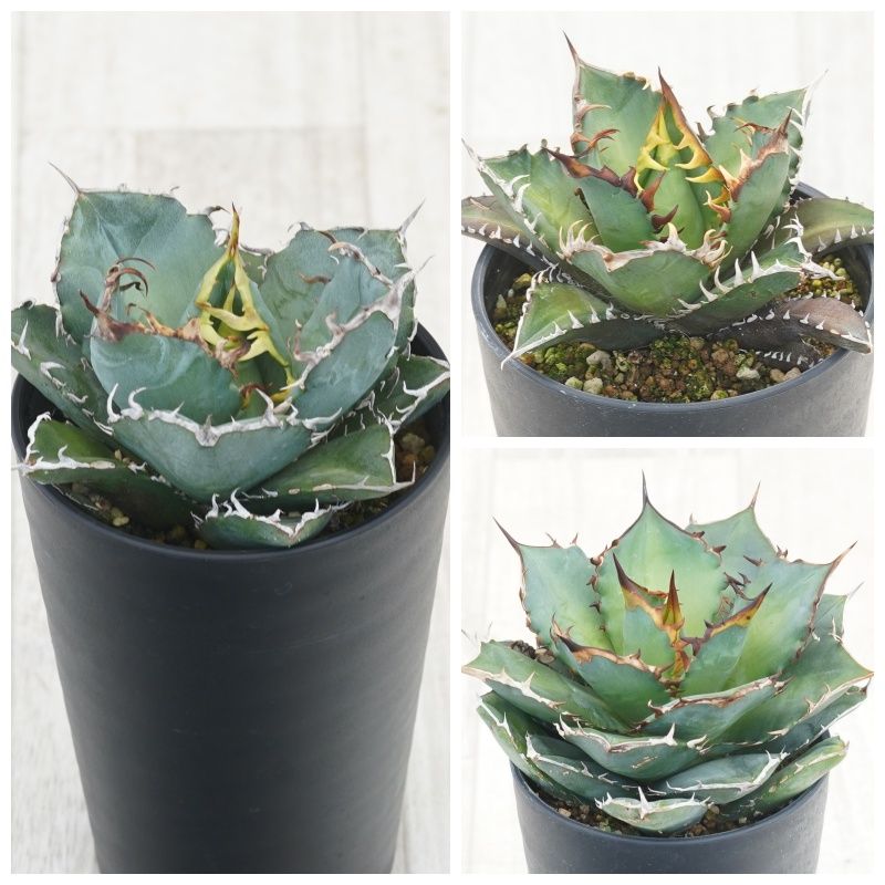 アガベ チタノタ銘品3種セット（白鯨・赤猫・宝珠）3.5号鉢