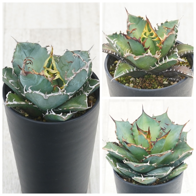 アガベ チタノタ銘品3種セット（白鯨・赤猫・宝珠）3.5号鉢